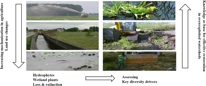 Habitat Morphology And Connectivity Better Predict Hydrophyte And Wetland Plant Richness Than Land Use Intensity In Overexploited Watersheds Evidence From The Po Plain Northern Italy Springerlink