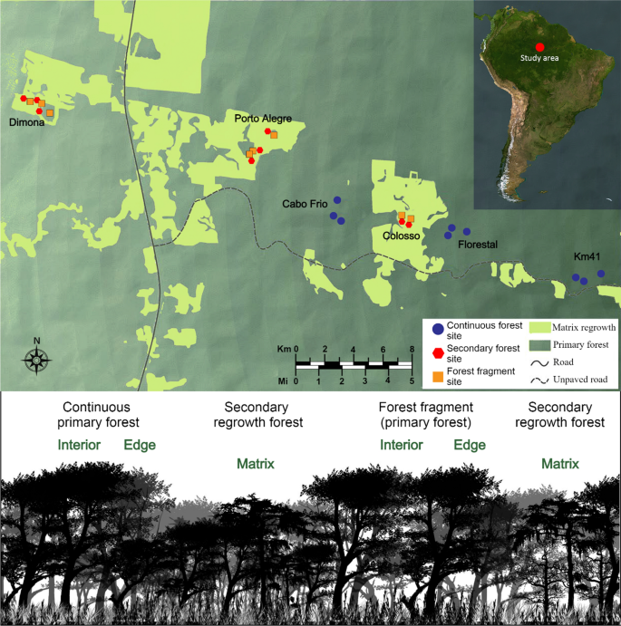 Interplay between local and landscape-scale effects on the taxonomic,  functional and phylogenetic diversity of aerial insectivorous neotropical  bats | SpringerLink
