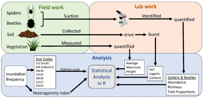 Scale-dependent responses in spider and beetle communities to flooding ...