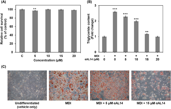 Anti Adipogenic Effects Of l14 Mediated By Modulation Of Pi3k Akt Pathways In 3t3 L1 Cells Springerlink
