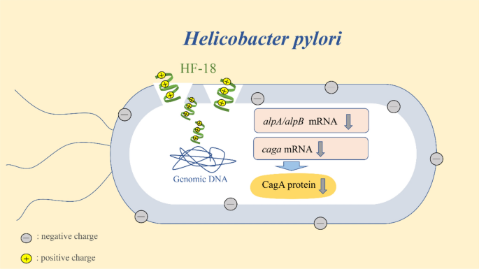 Antibacterial Activities of Peptide HF-18 Against Helicobacter pylori and  its Virulence Protein CagA | SpringerLink