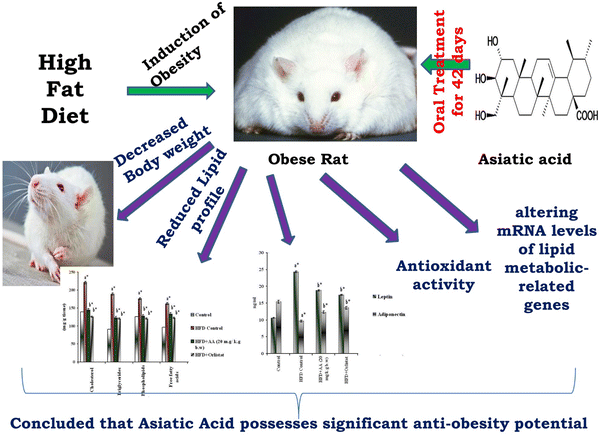 Obesity-alleviating potential of asiatic acid and its effects on ACC1, UCP2, and CPT1 mRNA expression in high fat diet-induced obese Sprague–Dawley rats | SpringerLink Obesity-alleviating potential of asiatic acid and its effects on ACC1, UCP2, and CPT1 mRNA expression in high fat diet-induced obese Sprague–Dawley rats | SpringerLink