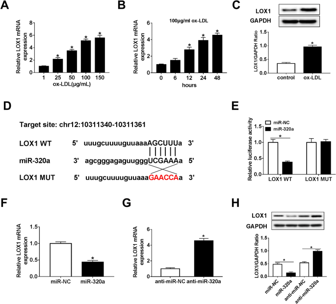Lncrna Oip5 As1 Regulates Oxidative Low Density Lipoprotein Mediated Endothelial Cell Injury Via Mir 320a Lox1 Axis Springerlink