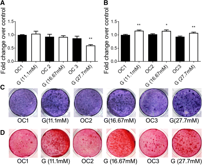 Hyperglycemia Impairs Osteoblast Cell Migration And Chemotaxis Due To A Decrease In Mitochondrial Biogenesis Springerlink