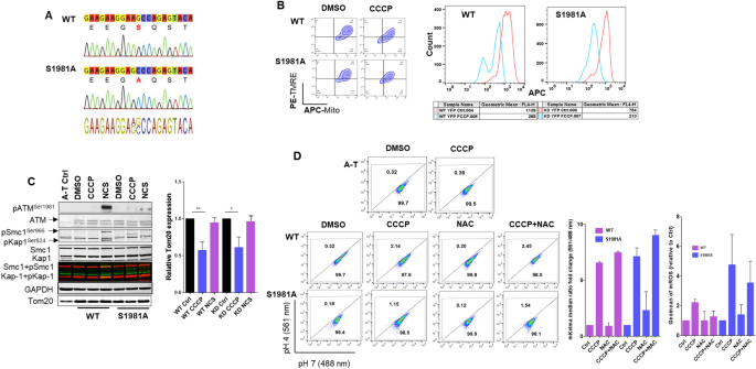 activation of atm kinase by ros generated during ionophore induced mitophagy in human t and b cell malignancies springerlink