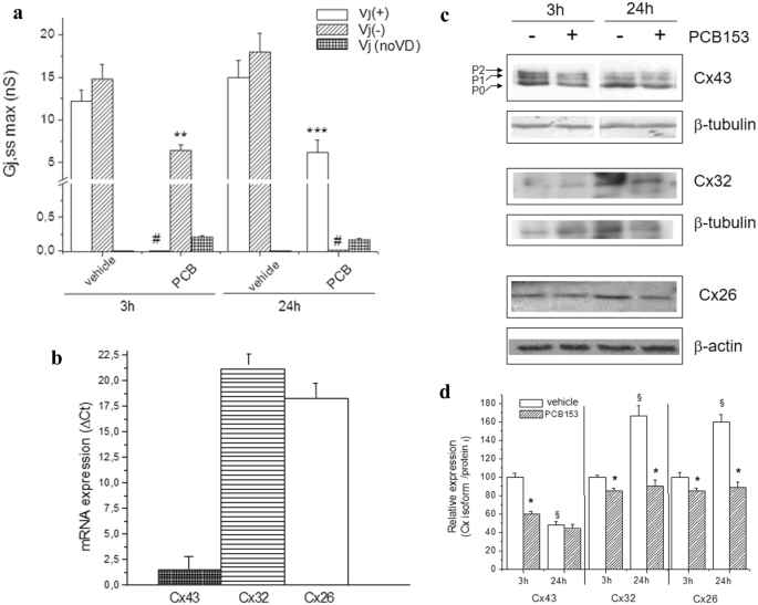 Ceramide Protein Phosphatase 2a Axis Is Engaged In Gap Junction Impairment Elicited By Pcb153 In Liver Stem Like Progenitor Cells Springerlink