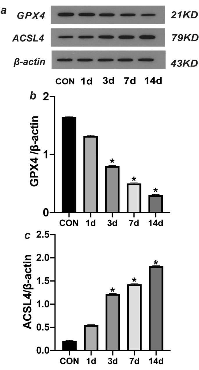 Ferroptosis is involved in the development of neuropathic pain and  allodynia | Molecular and Cellular Biochemistry