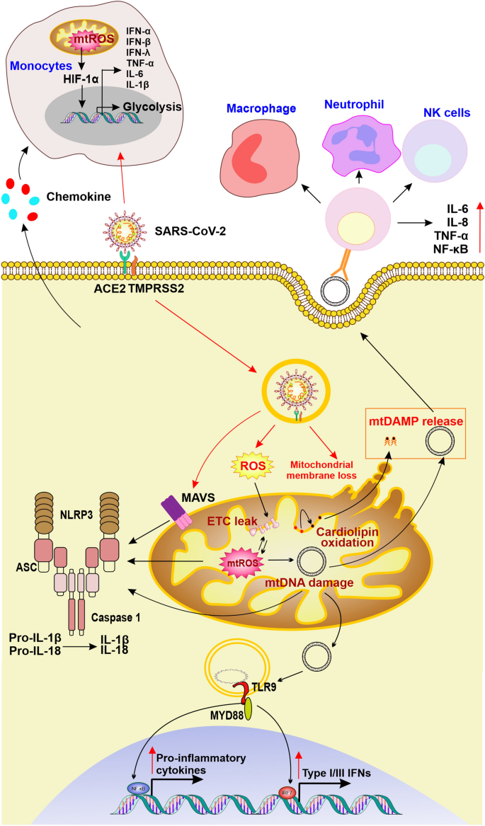 Mitochondrial DNA and TLR9 activation contribute to SARS-CoV-2-induced  endothelial cell damage. - Abstract - Europe PMC