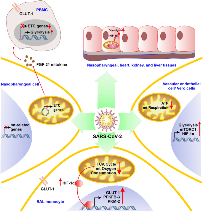 How SARS-CoV-2 hijacks human cells to evade i