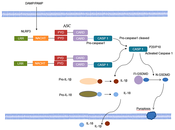 Therapeutic modulation of inflammasome pathways - Chauhan - 2020