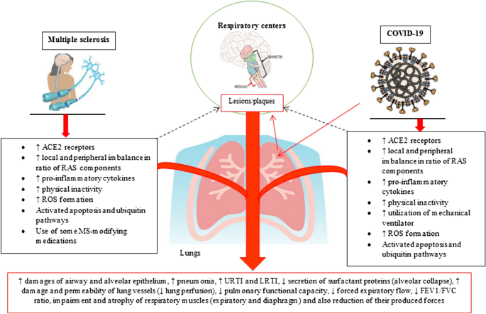 Respiratory issues in patients with multiple sclerosis as a risk factor  during SARS-CoV-2 infection: a potential role for exercise | Molecular and  Cellular Biochemistry