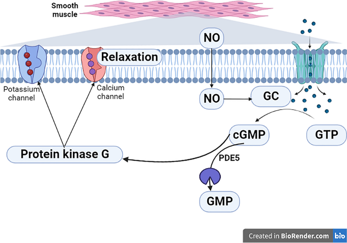 propionyl l-carnitine and pde5 inhibitors The potential therapeutic effect of phosphodiesterase 5 in the acute ischemic stroke (AIS) | Molecular Cellular Biochemistry I heard so many Flavor:Hawaiian Pineapple Flavour acyle