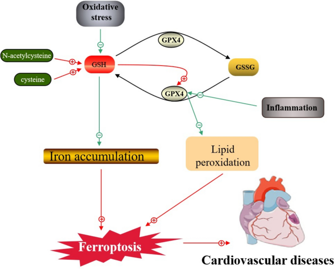 Molecular mechanisms of ferroptosis in cardiovascular disease | Molecular  and Cellular Biochemistry | Springer Nature Link