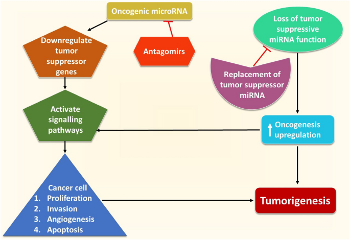 The pharmaco-epigenetics of hypertension: a focus on microRNA ...