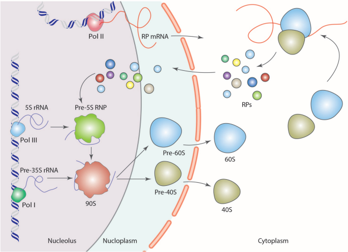 Ribosomal proteins: the missing piece in the inflammation puzzle ...