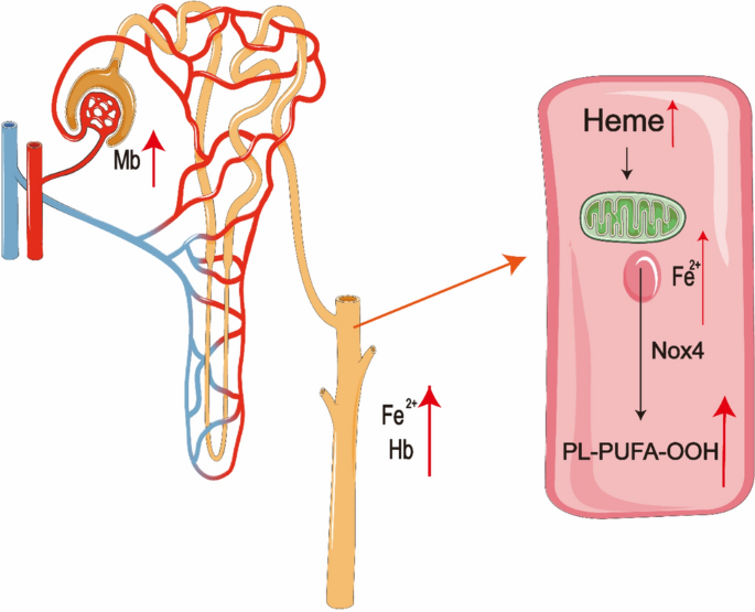glutathione pathway brain Glutathione in Brain: Overview of Its Conformations, Functions, Biochemical  Characteristics, Quantitation and Potential Therapeutic Role in Brain  Disorders | Neurochemical Research