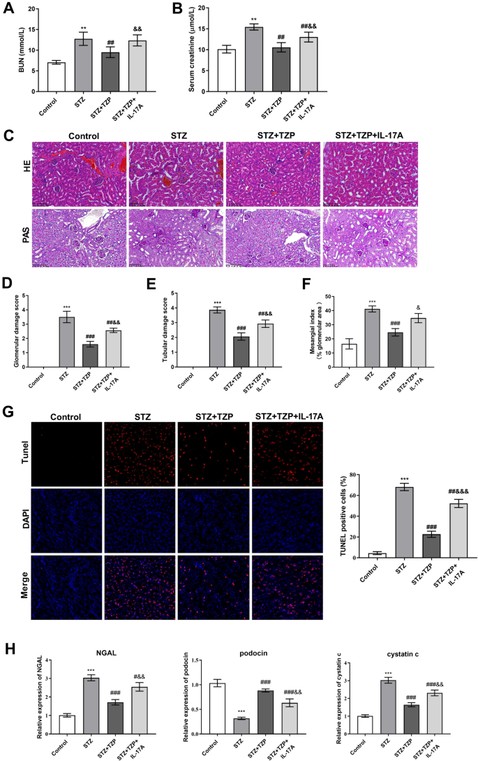 Tirzepatide alleviates oxidative stress and inflammation in diabetic ...