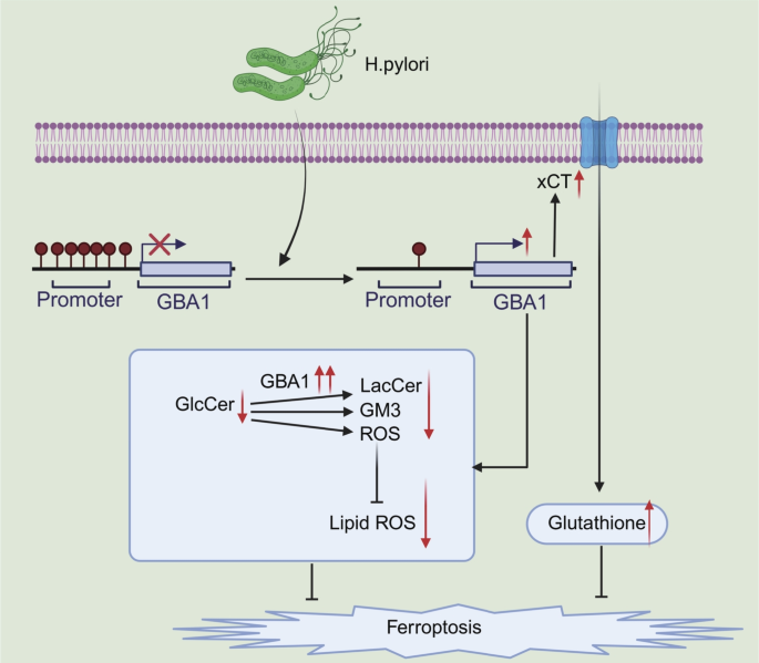 Helicobacter pylori induces GBA1 demethylation to inhibit ferroptosis in  gastric cancer | Molecular and Cellular Biochemistry