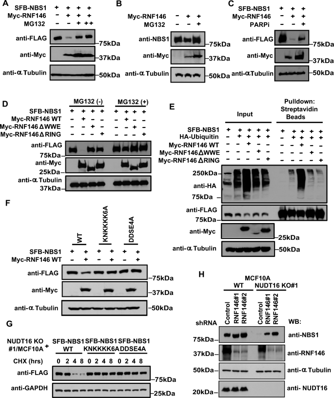NBS1 dePARylation by NUDT16 is critical for DNA doublestrand break