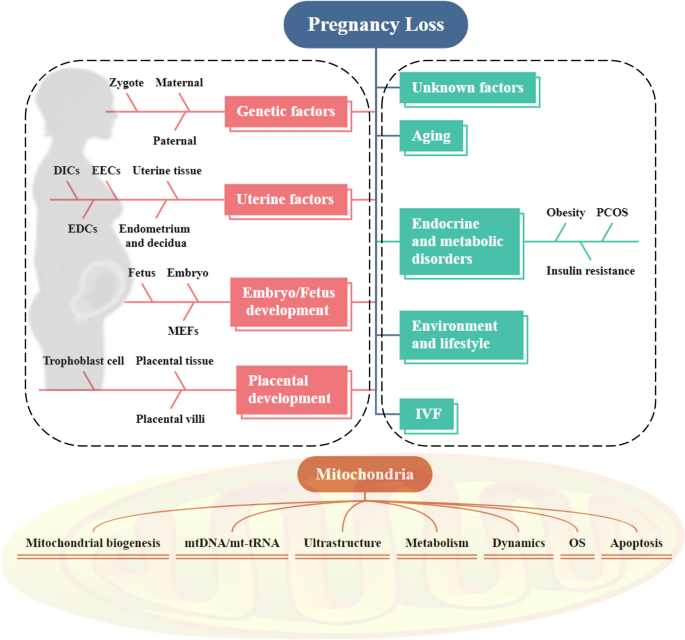 Mitochondrial dysfunction in pregnancy loss: a review | Molecular and Cellular Biochemistry | Springer Nature Link Mitochondrial dysfunction in pregnancy loss: a review | Molecular and Cellular Biochemistry | Springer Nature Link