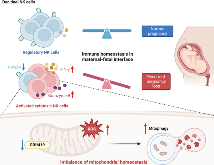 can glutathione affect liver 9 Health Benefits of Glutathione