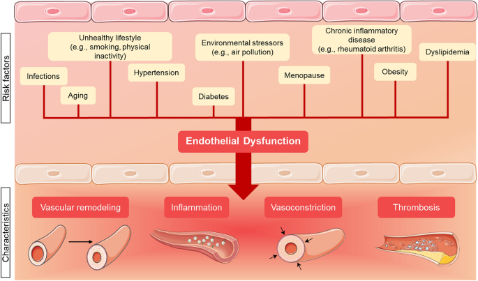 cellular glutathione peroxidase deficiency and endothelial dysfunction due to eNOS uncoupling: molecular mechanisms as potential therapeutic targets | & Molecular Biology Letters Glutathione Peroxidase-1 Deficiency Potentiates Dysregulatory