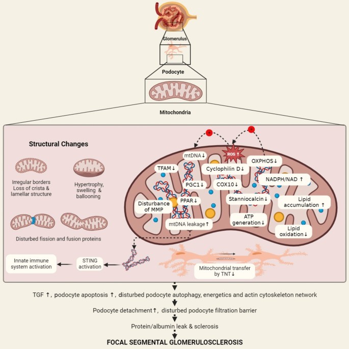 Mitochondrial abnormalities in nondiabetic and nonhypertensive ...