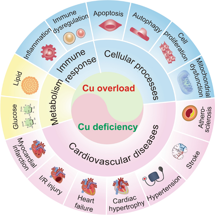 The Yin and Yang of copper in cardiovascular health and disease ...