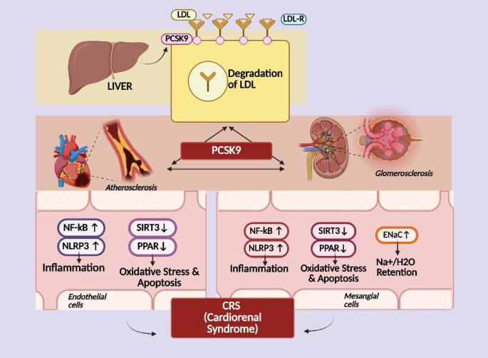 Molecular mechanisms of PCSK9 in cardiology: therapeutic implications ...