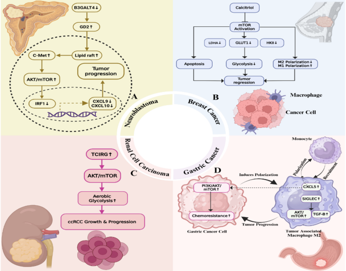 Nutritional modulation of metabolic signaling within the tumor ...