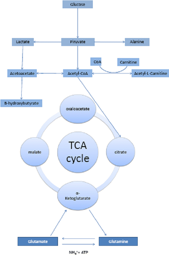 Acetyl-L-carnitine in hepatic encephalopathy | Metabolic Brain Disease