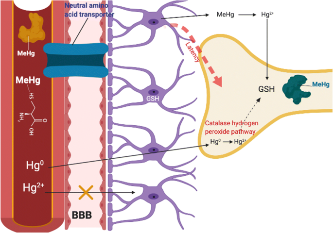 what is igf 1 lr3 used for IGF-1 LR3 Peptide Therapy in Scottsdale & Peoria, Arizona