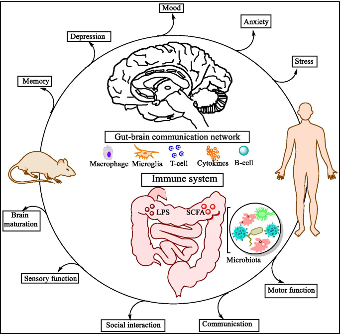 Immune Microbiome Interplay And Its Implications In Neurodegenerative Disorders Springerlink