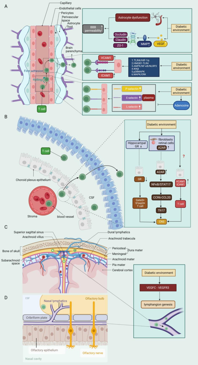 Emerging role of adaptive immunity in diabetes-induced cognitive  impairment: from the periphery to the brain | Metabolic Brain Disease