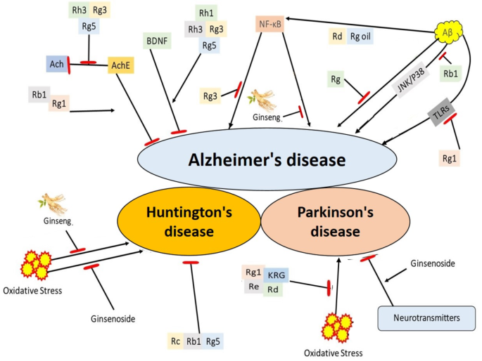 blog-1-1 The role of Panax ginseng in neurodegenerative disorders: mechanisms,  benefits, and future directions | Metabolic Brain Disease