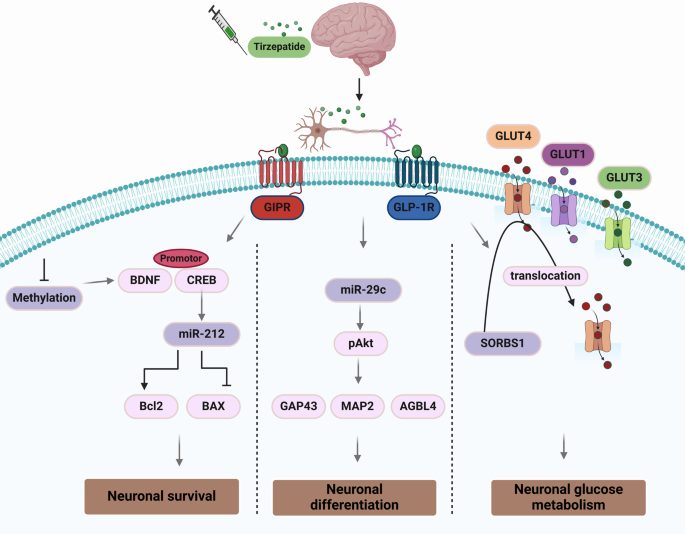 tirzepatide dementia Tirzepatide: a novel therapeutic approach for Alzheimer's disease |  Metabolic Brain Disease
