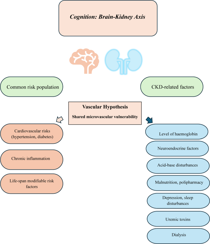 Cognitive impairment in chronic kidney disease: mechanisms, clinical ...