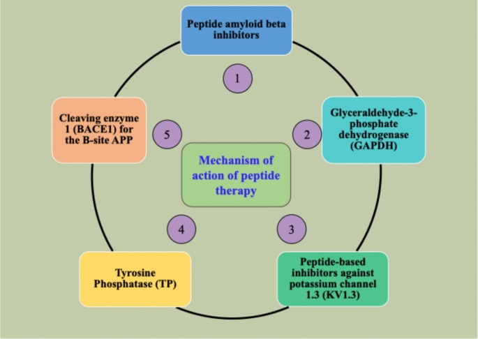Peptide-based therapeutics in the management of Alzheimer's disease (AD)  and their potential to develop novel strategies | Metabolic Brain Disease |  Springer Nature Link