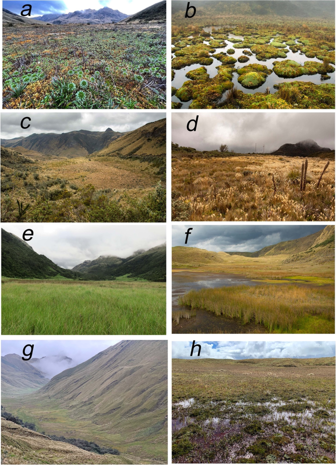 Challenges and opportunities for restoration of high-elevation Andean  peatlands in Ecuador | SpringerLink