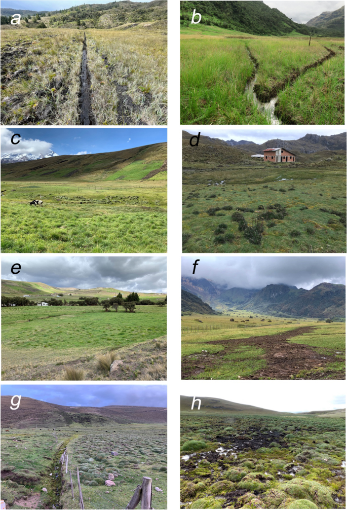 Challenges and opportunities for restoration of high-elevation Andean  peatlands in Ecuador | SpringerLink