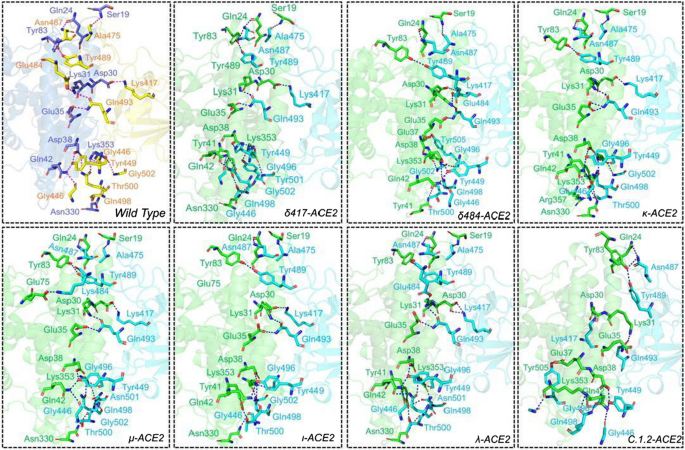 Computational prediction of the effect of mutations in the receptor-binding  domain on the interaction between SARS-CoV-2 and human ACE2 | SpringerLink