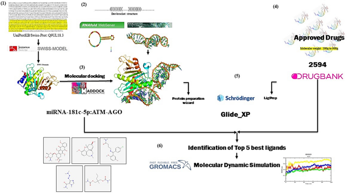 Argonaute protein assisted drug discovery for miRNA-181c-5p and target ...