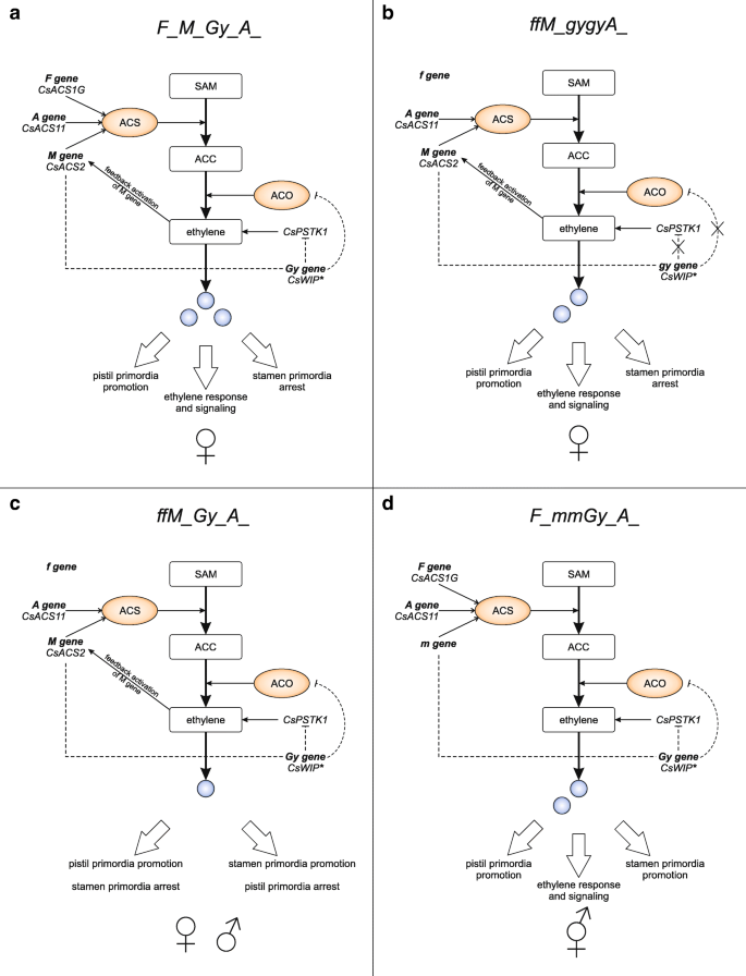 Genetic And Molecular Bases Of Cucumber Cucumis Sativus L Sex Determination Springerlink