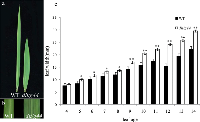 Phenotype of wild-type Supi 3 and mutant wh. (A) spikes, (B) leaf