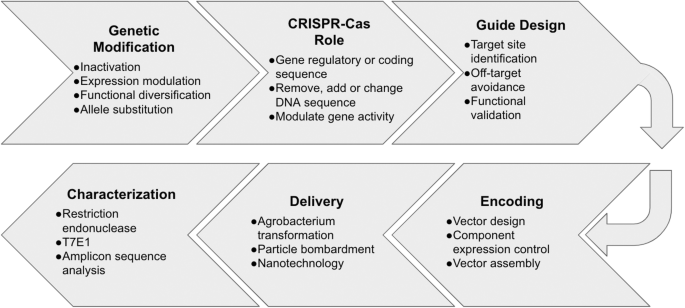 Crispr Cas Technology In Corn A New Key To Unlock Genetic Knowledge And Create Novel Products Springerlink