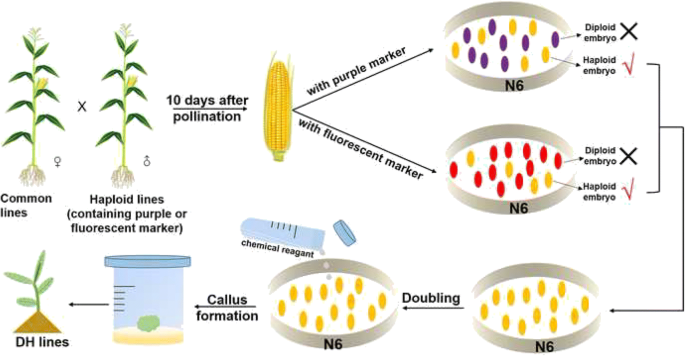 Haploid induction and its application in maize breeding | SpringerLink