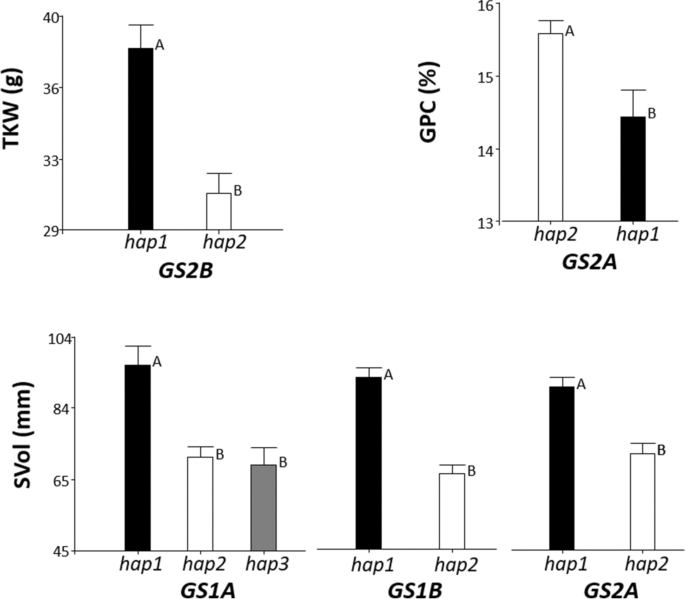 Development and marker-trait relationships of functional markers for  glutamine synthetase GS1 and GS2 homoeogenes in bread wheat | Molecular  Breeding
