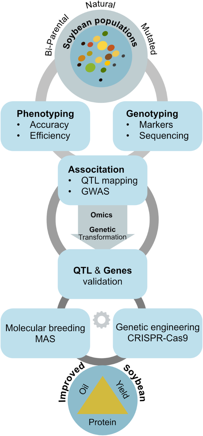 Genetic mapping and functional genomics of soybean seed protein |  SpringerLink