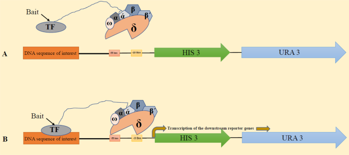 Dna Protein Interaction Identification Prediction And Data Analysis Springerlink