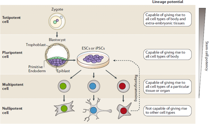 Stem Cell Therapy Old Challenges And New Solutions Springerlink